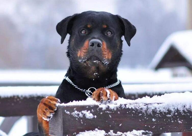 罗威纳犬咬人是什么样的表现,罗威纳犬为什么会咬人