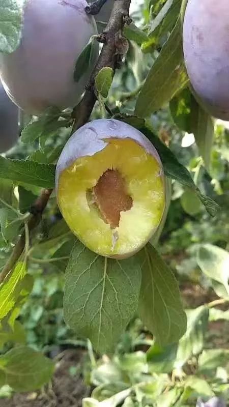 西梅都能怎么样吃呢,西梅如何加热吃比较好吃