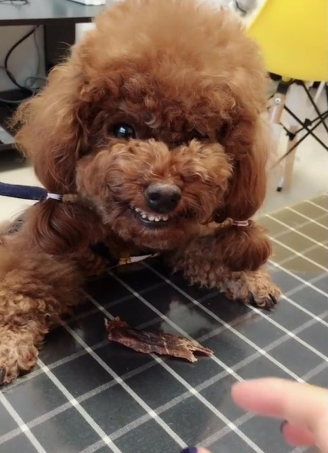 泰迪贵宾犬刚养要关注什么,泰迪贵宾犬怎么训练