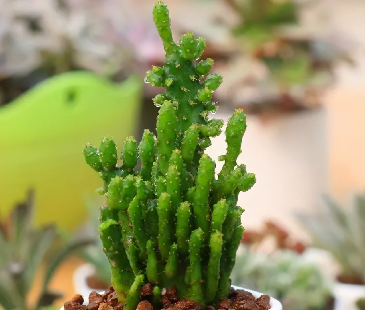 绿植生根推荐土壤,家里容易养活的绿植推荐