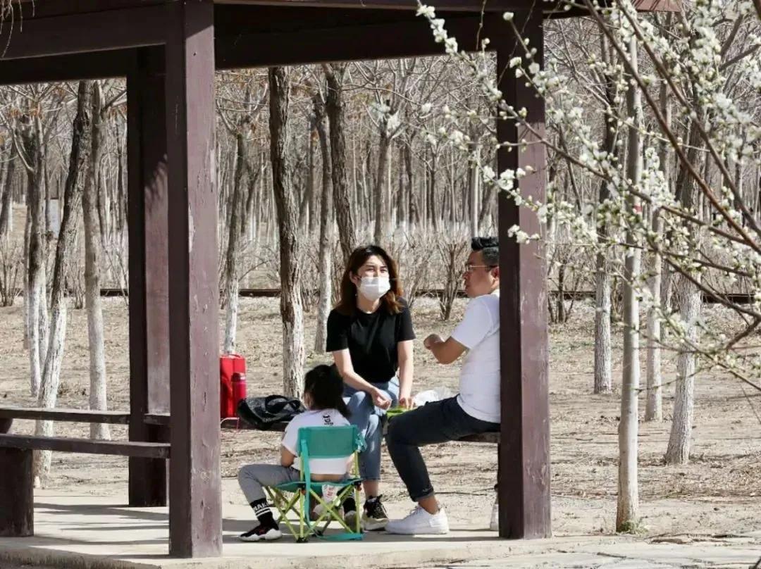 天津春暖花开西沽公园,天津开放的湿地生态公园