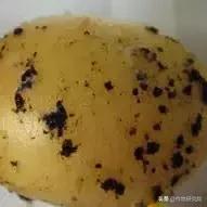 马铃薯病害知识与防治书籍,马铃薯黑胫病病害及防治方法