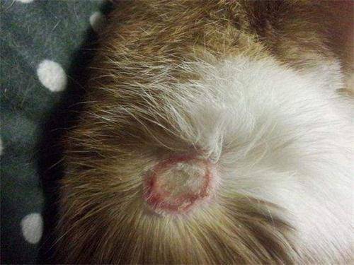 小猫脸上长猫癣怎么办,孩子脸上得了猫癣怎么治疗
