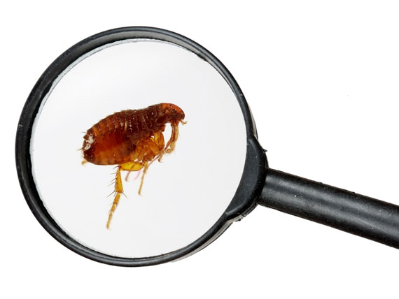 养狗避免寄生虫的正确方法,养宠物狗如何预防寄生虫