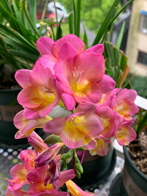 八种漂亮女人养的花,女人养哪些花