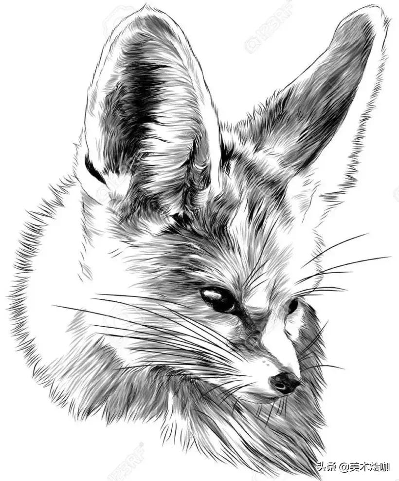 动物素描临摹装饰画,动物素描应该用哪些笔