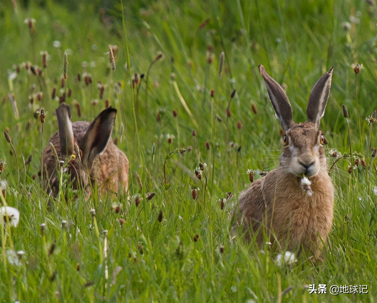 澳大利亚和兔子的五次战争,澳大利亚兔子大战是怎么回事