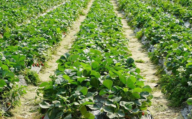 为什么草莓一晒太阳叶子就会干枯,草莓的叶子变黄变干是缺水吗