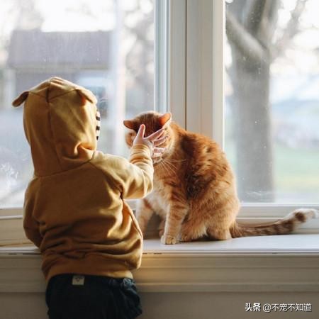 猫咪超过三天不吃东西——谨慎有疾病潜伏