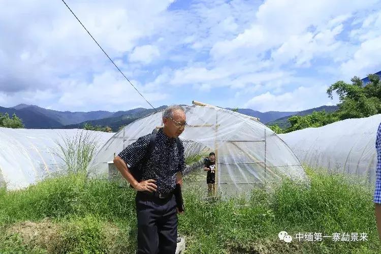 泰国顶级睡莲博士Dr.Nopchai版纳行，被勐景来圈粉