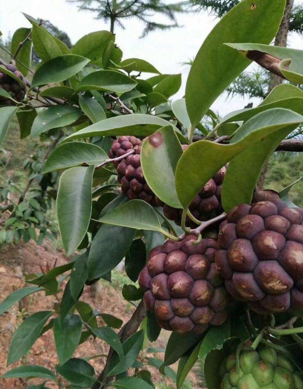 最近很火的一种水果叫什么,有一种水果它的真正的名字叫什么