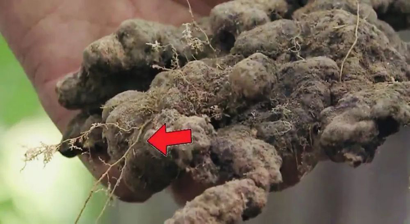 农村小伙白手起家挣千万,返乡种药材致富故事