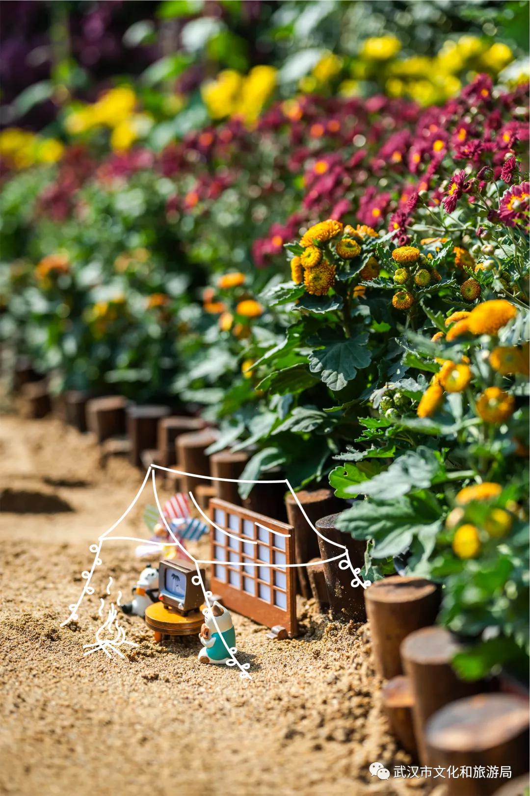 菊花烂漫,赏菊花汉口江滩打卡