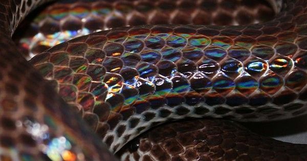 天生怕蛇关注什么,怕蛇的遇到蛇应该怎么办