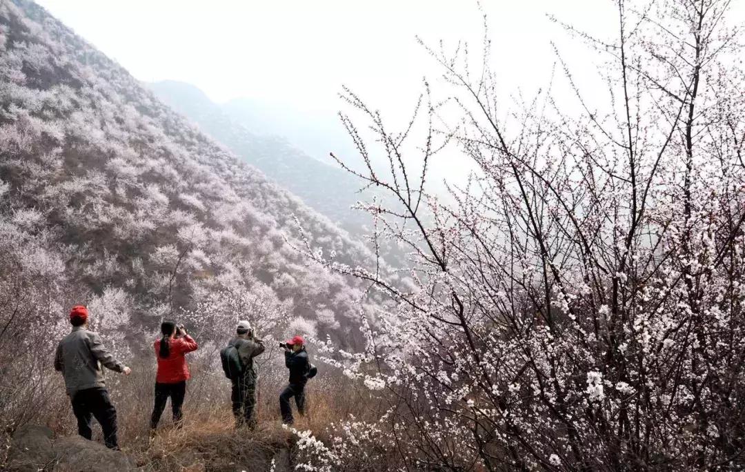 天津赏花好玩的公园,天津东丽湖哪里可以赏花