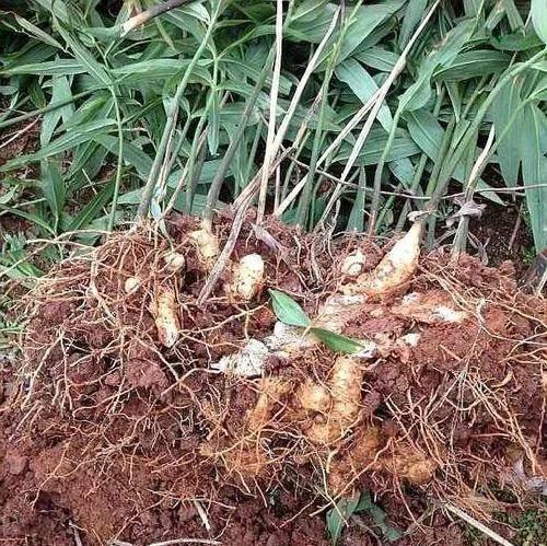 类似黄姜药材的植物,长得像洋姜的野生植物