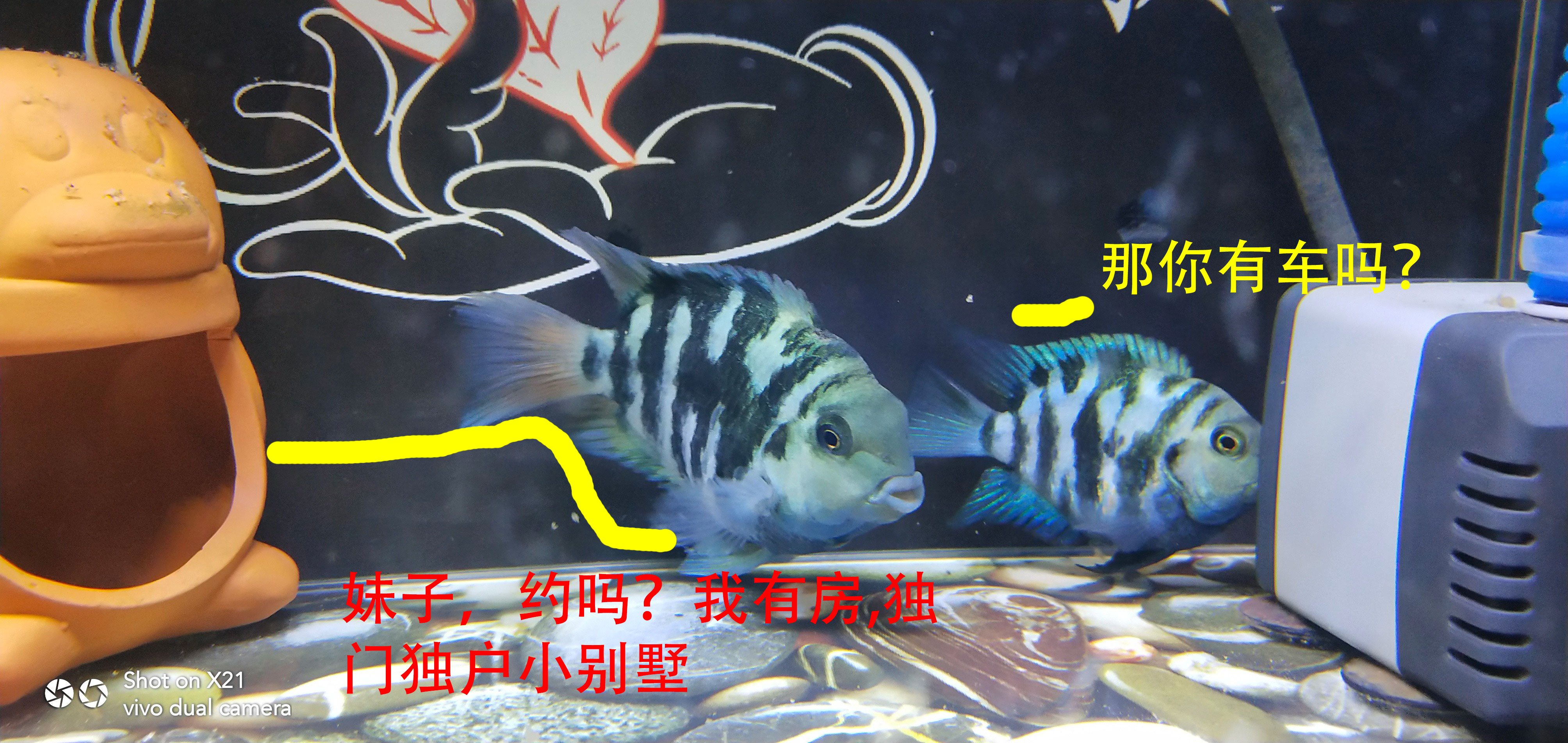 迷你鹦鹉鱼和中国斗鱼打架,迷你鹦鹉鱼打架什么样