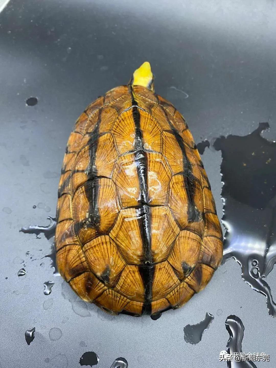 金钱龟不吃东西怎么办还不愿意动,金钱龟突然不吃东西怎么办