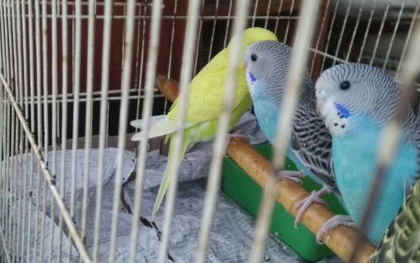 虎皮鹦鹉拉水发抖怎么办,虎皮鹦鹉拉黄水突然死了