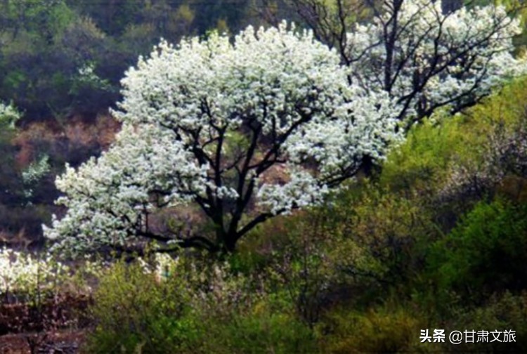 条山农场梨花旅游节价格,条山农场梨花节什么时间开