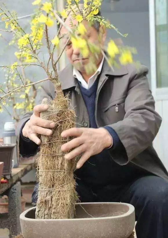 制作更加自然的附石盆景该怎么办,如何制作附石盆景图解