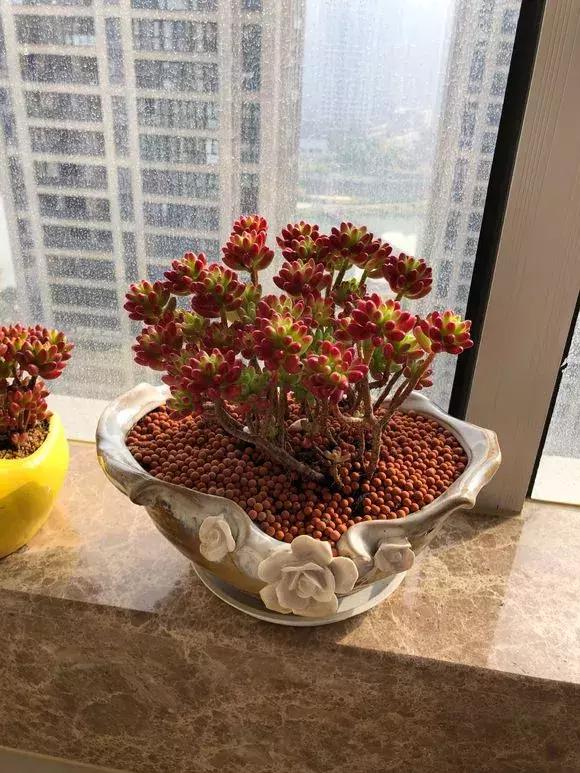 多肉虹之玉开花,多肉虹之玉长白霜