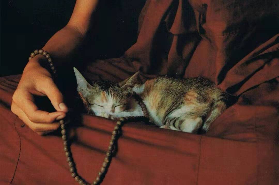 *草烟**微语丨昨夜今晨*草烟**事02.242021