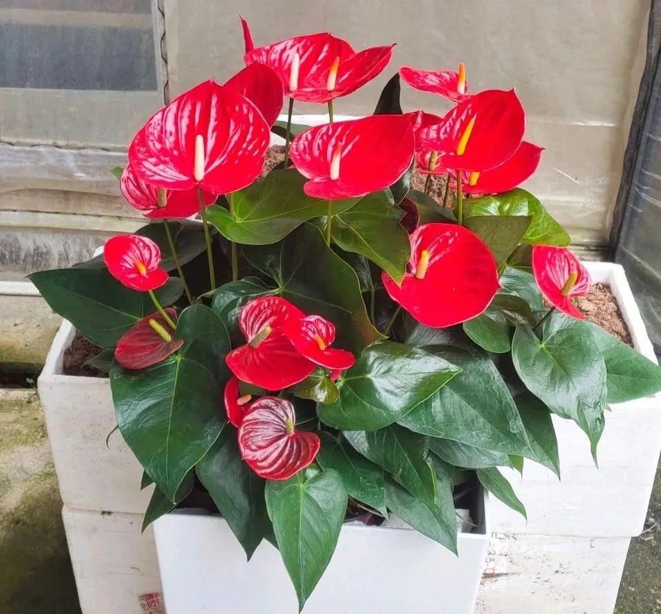 冬天红掌怎么养才能更旺盛,春天养红掌怎样长新叶