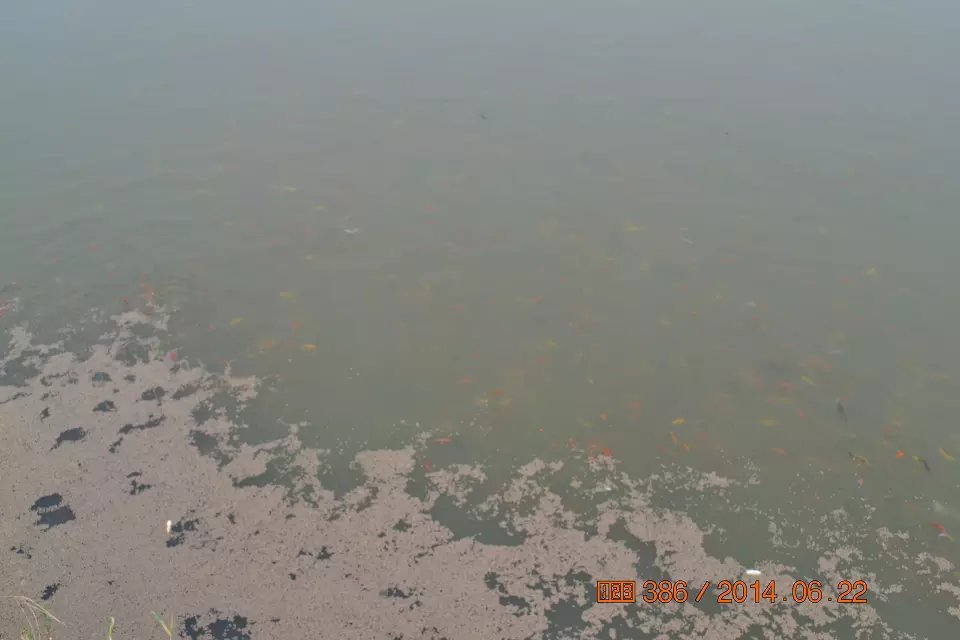 怎么判断锦鲤鱼苗是否生病了,怎么判断锦鲤是不是要产卵了