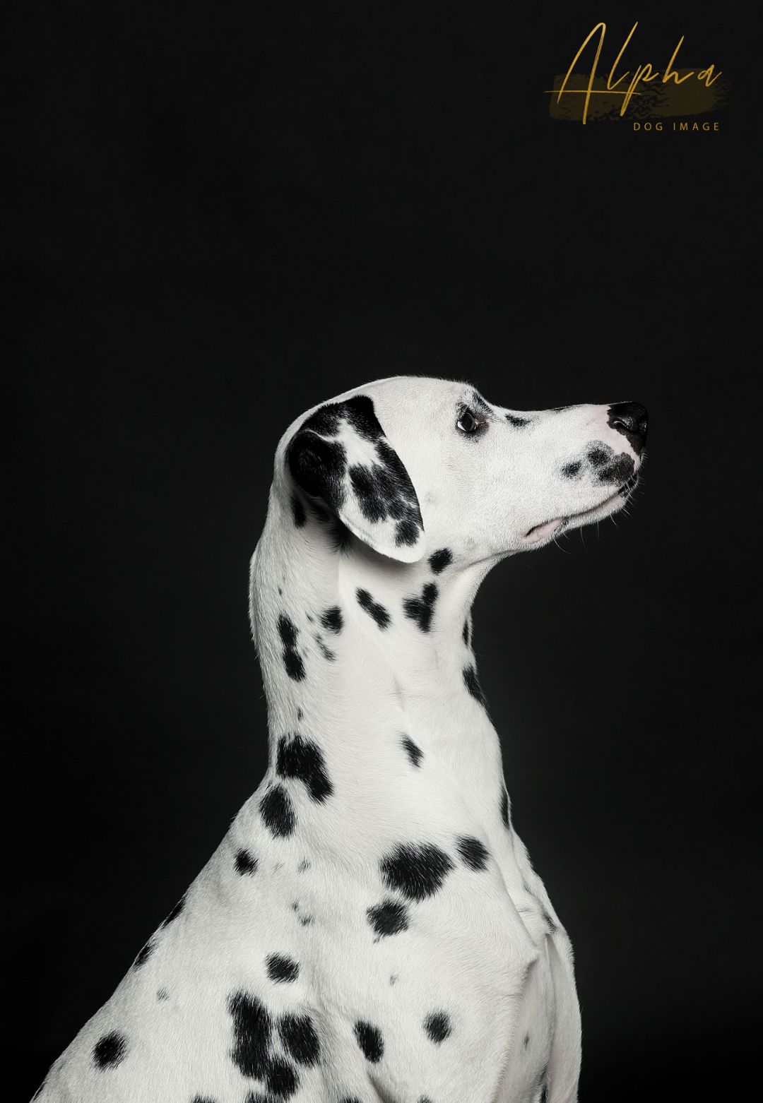 Pick到一家宝藏「宠物写真馆」！福利已谈好，铲屎官快冲鸭