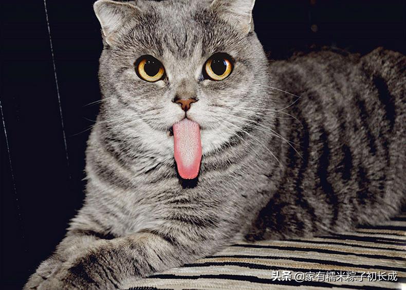 猫咪呕吐如何判断是猫粮有问题,猫咪呕吐如何确定是猫粮问题