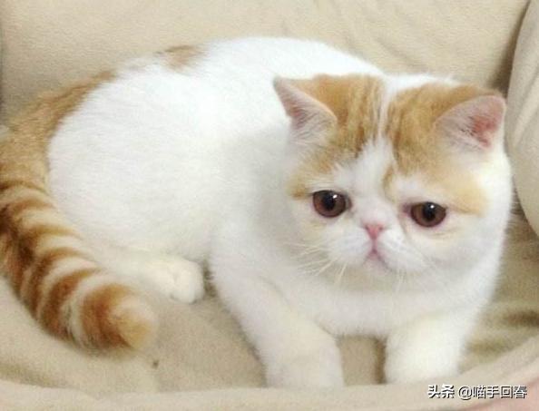 猫咪佝偻病后腿不稳,猫咪佝偻病脊椎塌陷