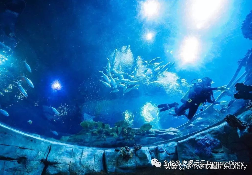 多伦多水族馆旅行,水族馆探索海洋世界的奇妙之旅