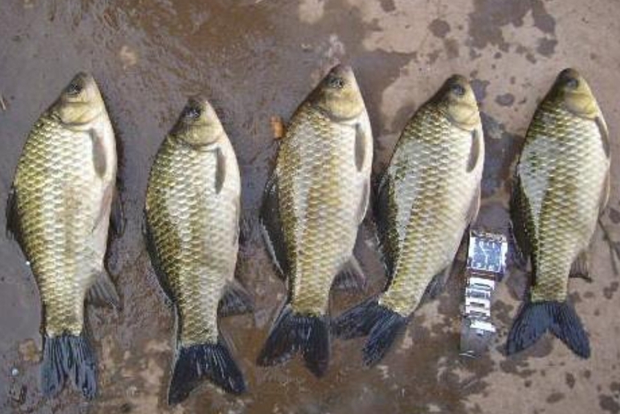 水底有草怎么办,水底有草该如何调钓