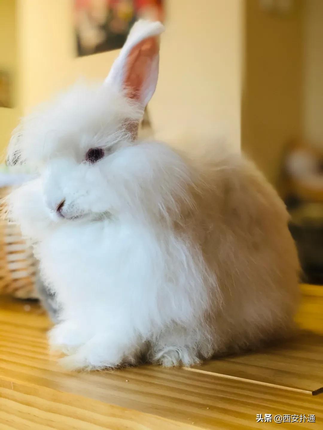 西安有哪些可以撸兔子的店,西安撸兔子的店