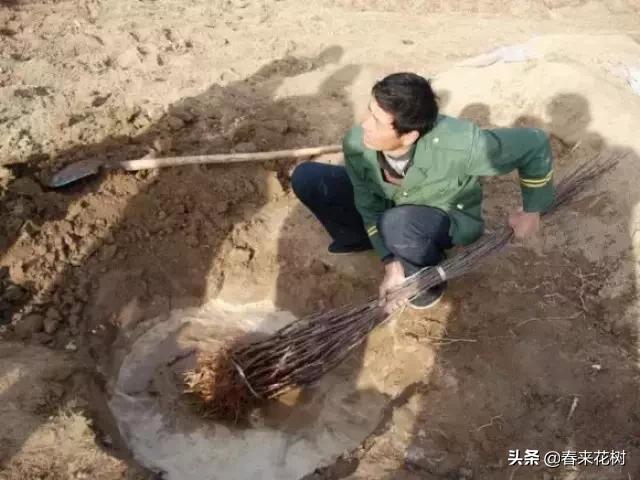 园林景观种树成活率高的方法,园林种植如何提高存活率