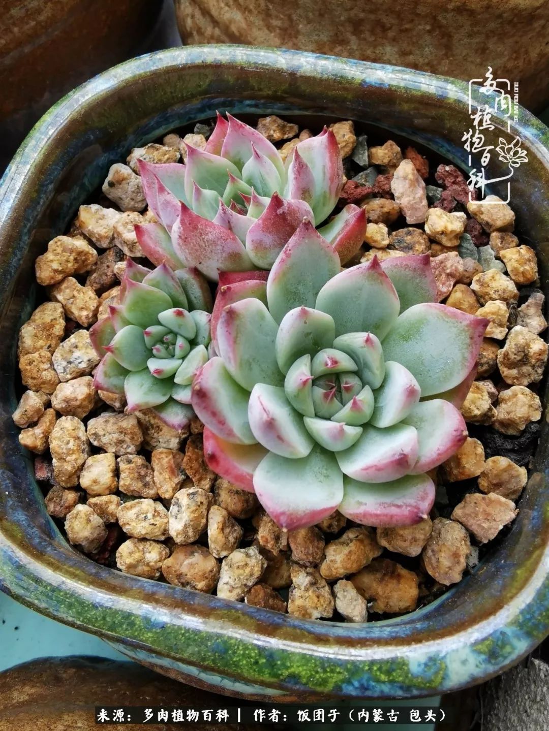 干旱地区怎么养多肉,半湿养多肉