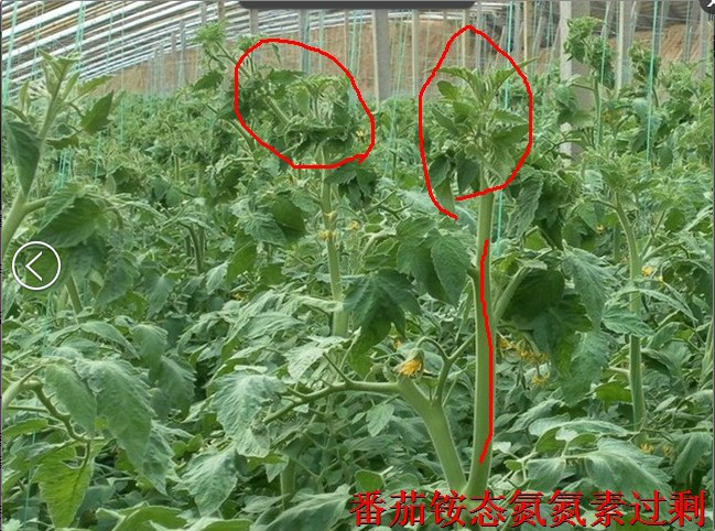 番茄微量元素肥害,番茄肥害叶子表现图片