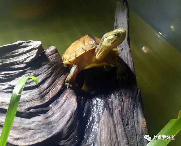 乌龟纤维瘤最佳治疗方法,龟得了腐皮怎么办