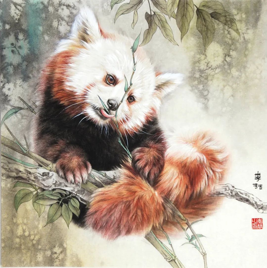 小熊猫工笔绘制步骤分享,工笔小熊猫怎么画