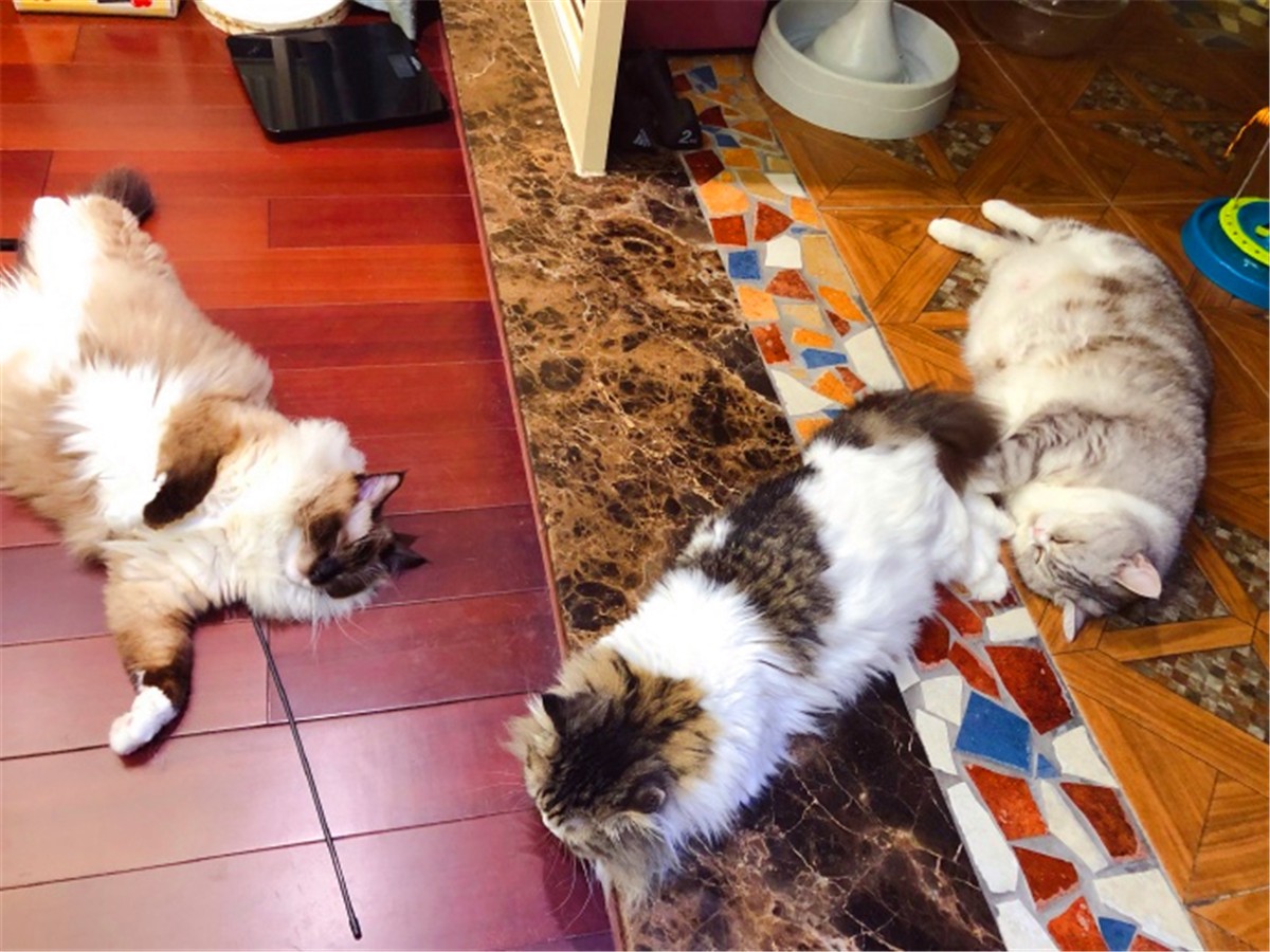 猫咪深度睡眠姿势,猫咪怎样睡觉才说明放松警惕