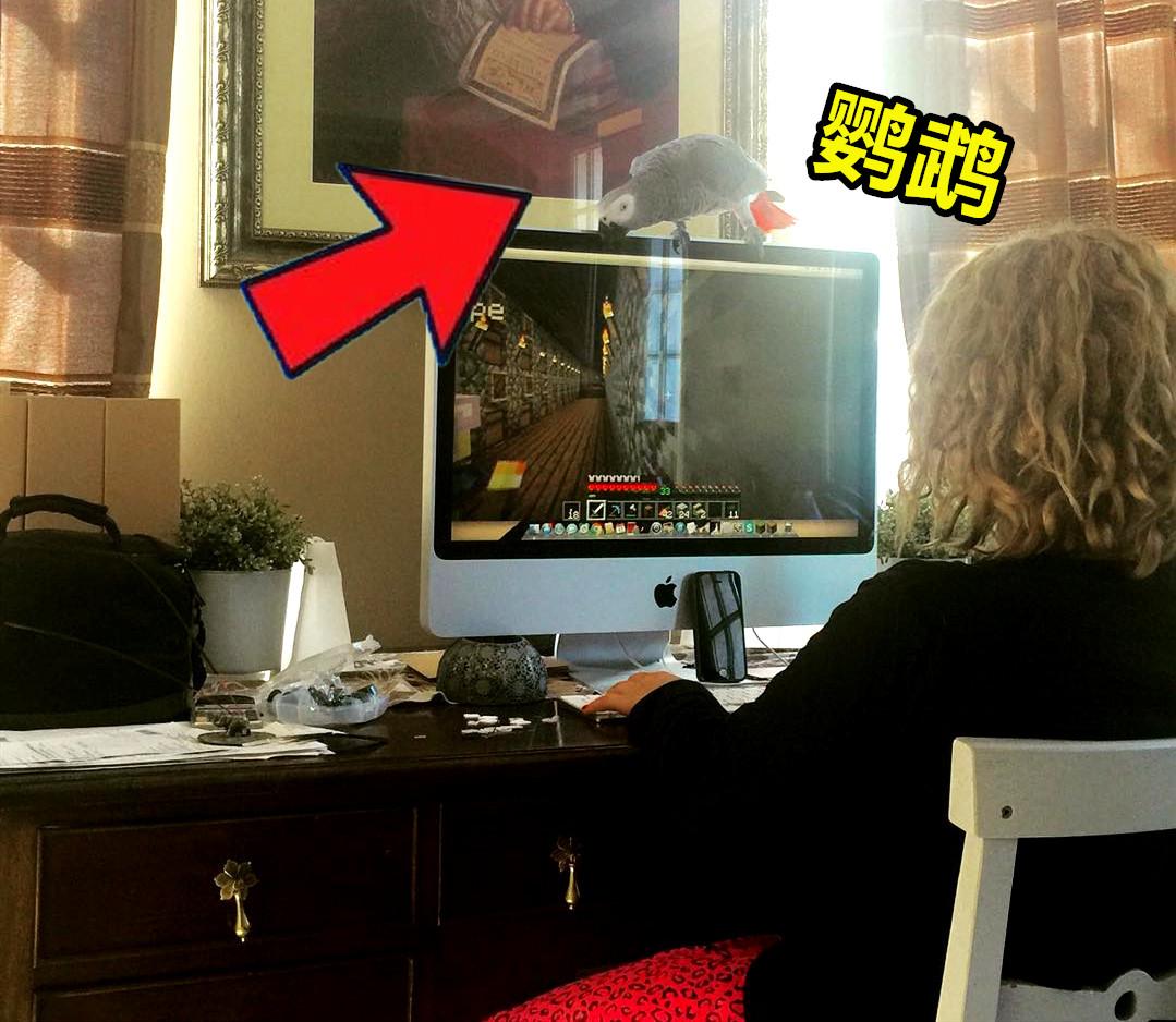 minecraft第一种鸟类,minecraft里的狗怎么才能有