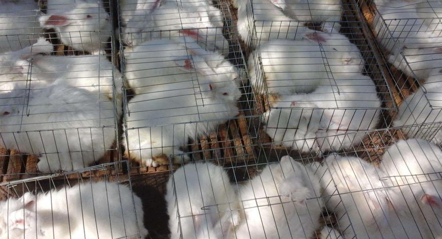 养殖长毛兔前景如何,养殖长毛兔