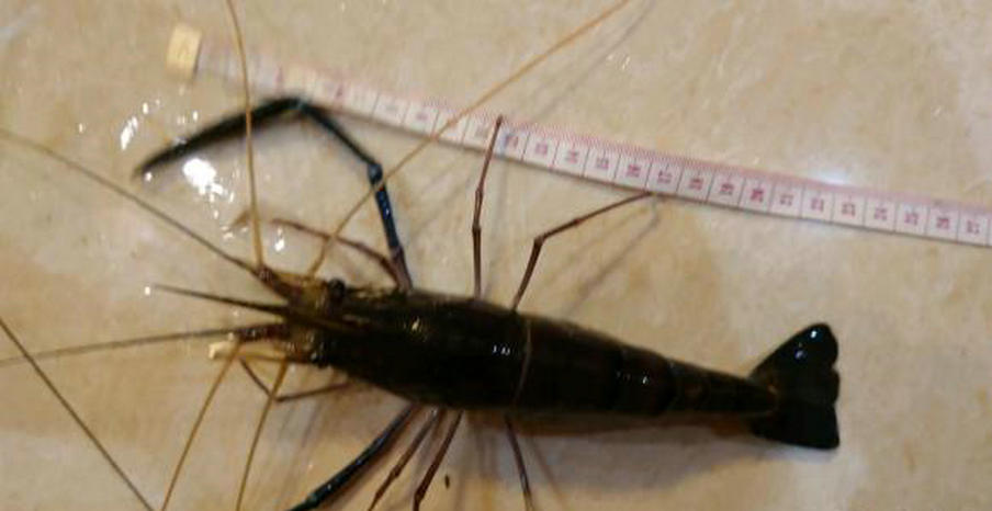 澶ц櫨鍏ヤ镜鐝犳睙,宸ㄨ櫨鍏ヤ镜鏈変汉鎷呭績娉涙互鎴愮伨