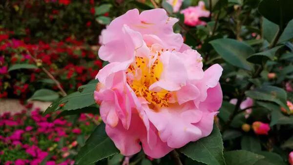 深圳花海景区推荐图片大全,深圳哪里有大片花海