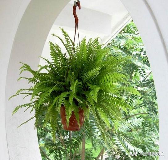 学会这几招帮您解决肾蕨叶片发黄的原因