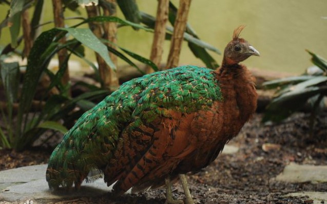 刚果盆地简介,非洲刚果河地图