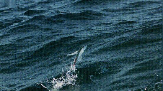 这些诱人的美食你吃过吗,世界上顶级海鲜大全你吃过几种