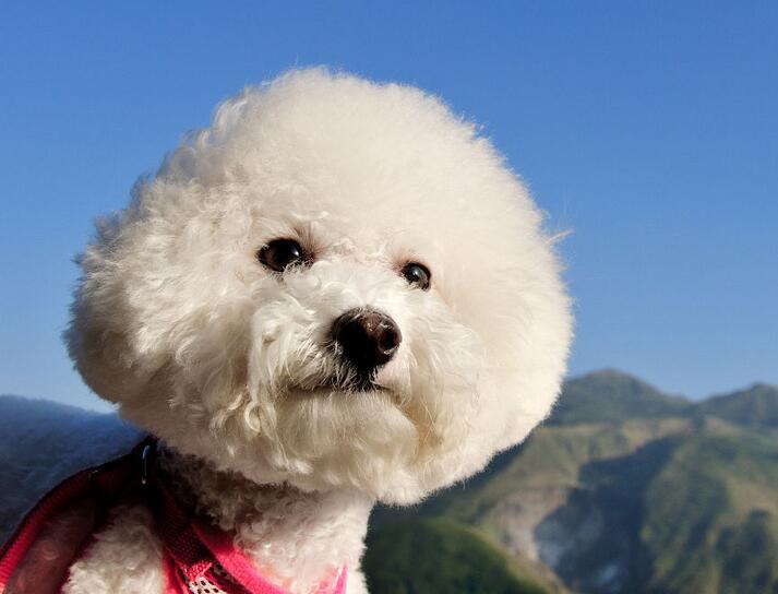 比熊狗肛周腺多久挤一次,比熊幼犬的肛腺多久挤一次