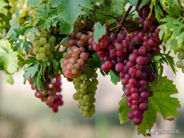 葡萄转色期叶片黄化怎么办,转色期葡萄叶子发红怎么补救
